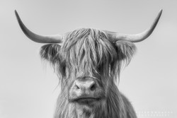 Highland Cow 013