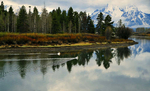 Pelicans on the Snake River