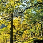 Woodland walk