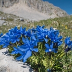 Spring Gentian (Gentiana verna)