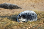 Atlantic Grey Seal