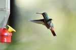 Rufous-tailed Hummingb...