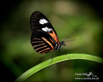 Nature-3