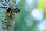 Yellow-bellied Sapsucker (female) flying from nest hole, Minnesota
