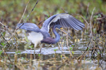 Tricolored Heron with raised wings, Harns Marsh, Florida