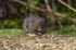 Water Vole