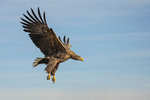 White-tailed Eagle