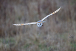 Incoming Barn Owl  ref 8447