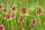 Red Dead-nettle, Arne, Dorset