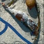 DETAIL of With Bryozoan V5