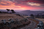 Up with the Lark