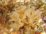 Bugula flabellata