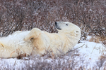 Polar Bear resting on back in willow, Churchill, Canada