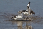 Avocets (Recurvirostra avosetta) fighting
