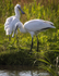 two fledgling Spoonbills [Teaspoons]