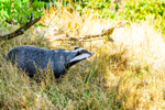 badger Meles meles-1131