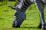Zebra - 0323