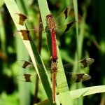 Banded Darters (Sympetrum pedemontanum)