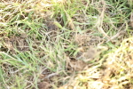 SBM_20295