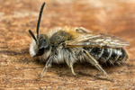 Andrena barbilabris (m)