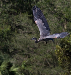 Great Blue Heron _0078