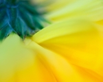 Dahlia