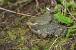 Marsh Frogs