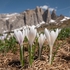 White crocus (Crocus vernus ssp albiflorus) 