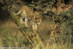 Female leopard looking at us