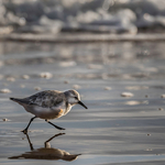 3rd Open 2nd place print  SANDERLING by Cheryl Hewitt