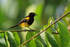 Black-cowled Oriole, Costa Rica
