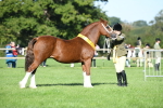 SBM_35561