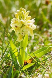 Elderflower Orchid - Dactylorhiza sambucina