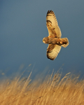 Short-eared Owl in strong sunshine, Hawling, Gloucestershire