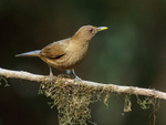 Clay-coloured Thrush, Limon Province, Costa Rica
