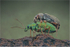Weevils Mating
