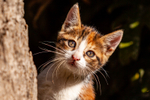 Cat domestic-2427