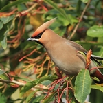Waxwing