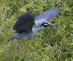 Yellow Crowned Night Heron _0019