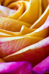 Flower - 2204
