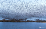 Starling Murmurations, Avalon Marshes_GS1117