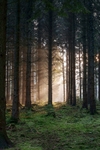 Winter Sunbeams