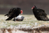 Turkey Vultures and dead penguin, Volunteer Point, Falklands