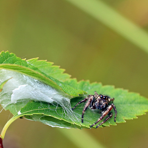 A male Bronze Jumper can be seen just outside his nest.