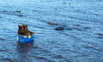 Caught by the tide
