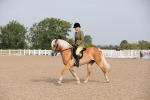 Class 303 Ridden Pure Bred Horse/Pony (excl M&M) portfolio