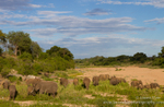 Elephant herd in riverbed