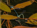 Azure Damselflies