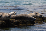 Contentment - Seals at Mill Bay, Rathlin Island, N.Ireland.