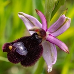 Bertoloni's Ophrys (Ophrys bertolonii